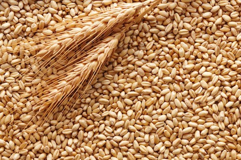 Durum Wheat