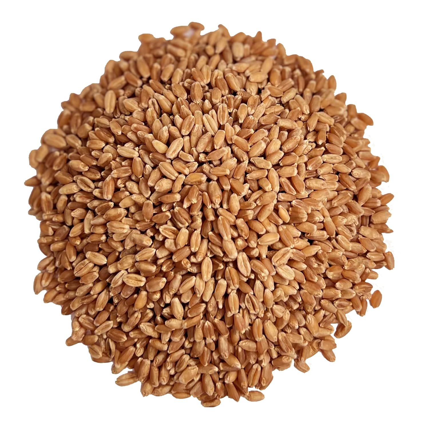 Hard Wheat