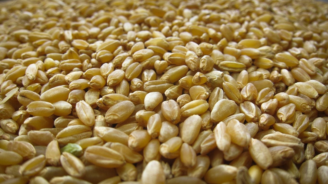 Soft Wheat